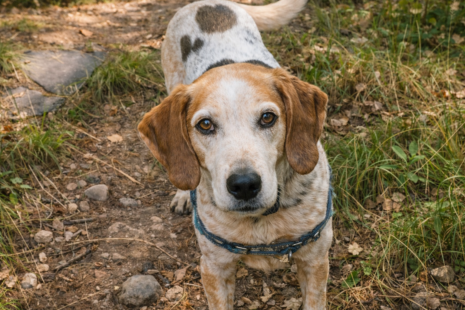 A calm, well-trained dog